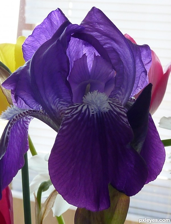 Iris